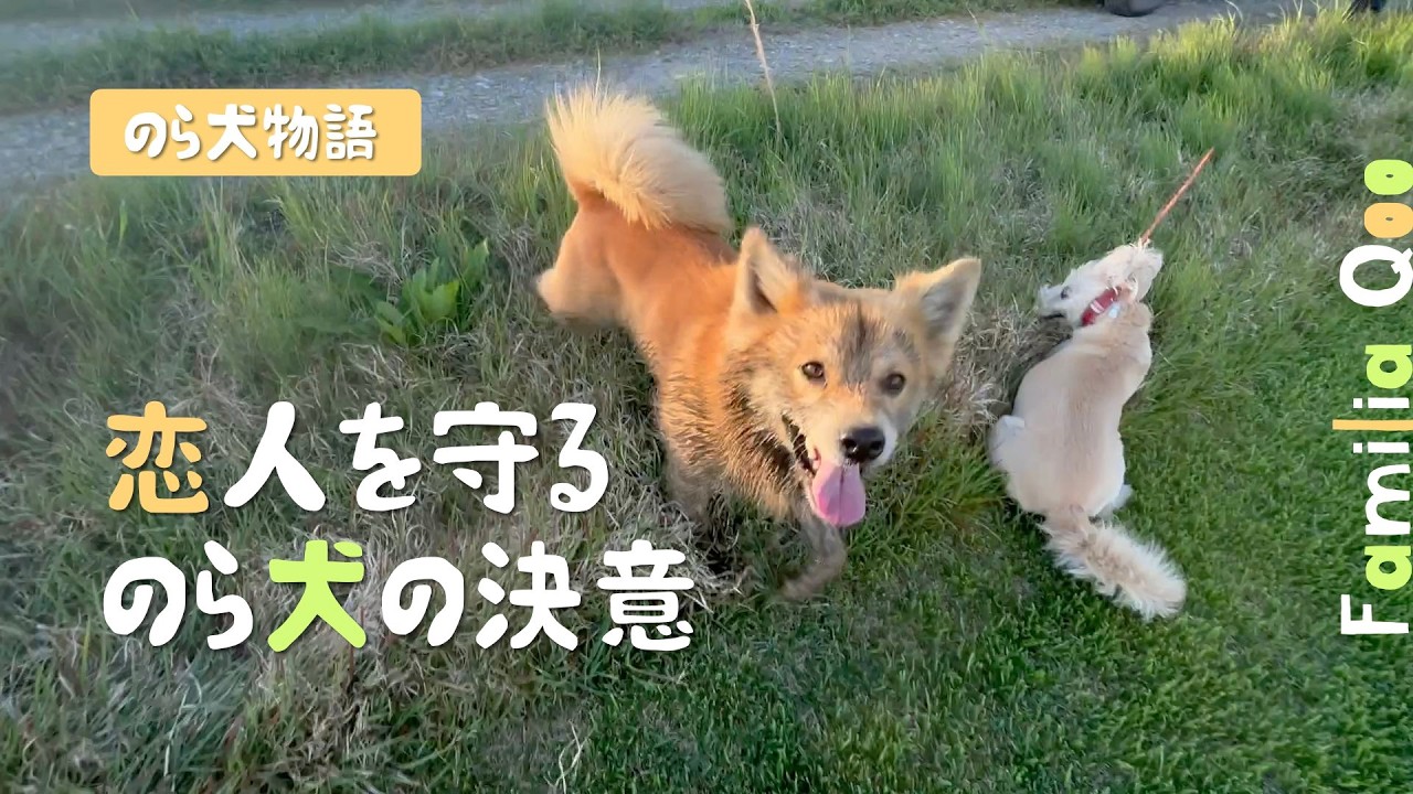 A stray dog's determination to protect its lover: [Miniature