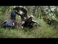 Golden Eagle attacks a pair of Capercaillie