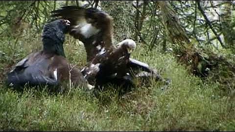 Golden Eagle attacks a pair of Capercaillie