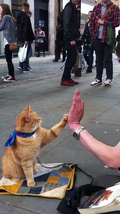 Gimmie 5 - Street Cat Bob
