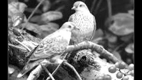 سورة الجمعة بصوت الشيخ احمد كاسب