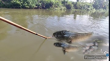 kích cá mương lớn ông cháu bắt lóc khủng phi chép rất nhiều