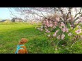 【桜の木の下で】初夏の陽気で桜が一気に咲きました~ vlog#4 【トイプードルのわらび】