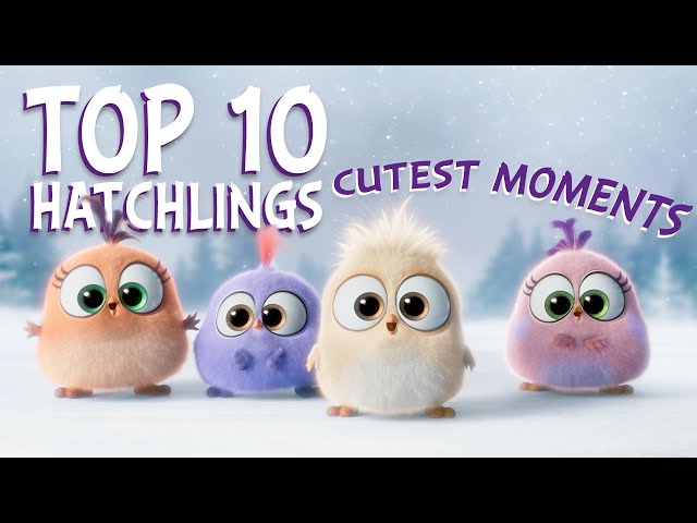 Angry Birds | Top 10 Hatchlings Cutest Moments class=