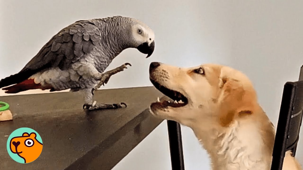 Parrot Meets a Puppy And Has The Funniest Reaction | 5 Best Stories