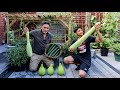 Greenhouse vegetable harvesting  cucumbers  bottle gourd khodu