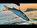 Pescando con lisa viva en mar abierto// pescando con isra fishing