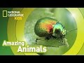Roughened Darkling Beetle Insights