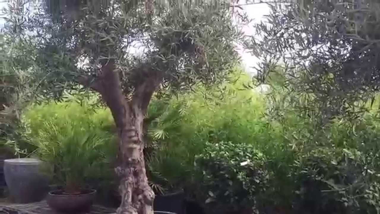 Olive Trees  – A Perfect Addition For The Garden