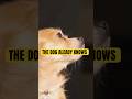 Your Dog Knows More About You Than You Think
