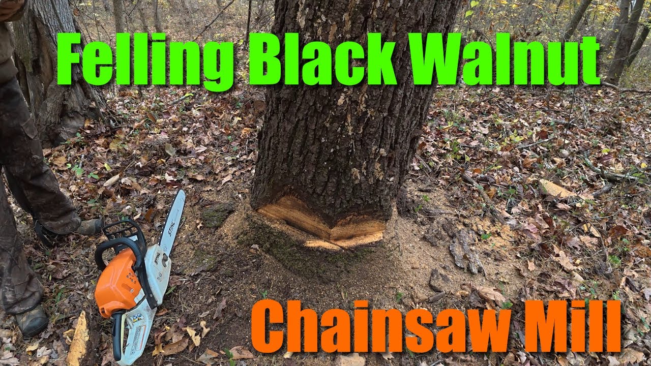 Felling Tree Black Walnut & Working it with Alaskan Chainsaw Mill Stihl ...