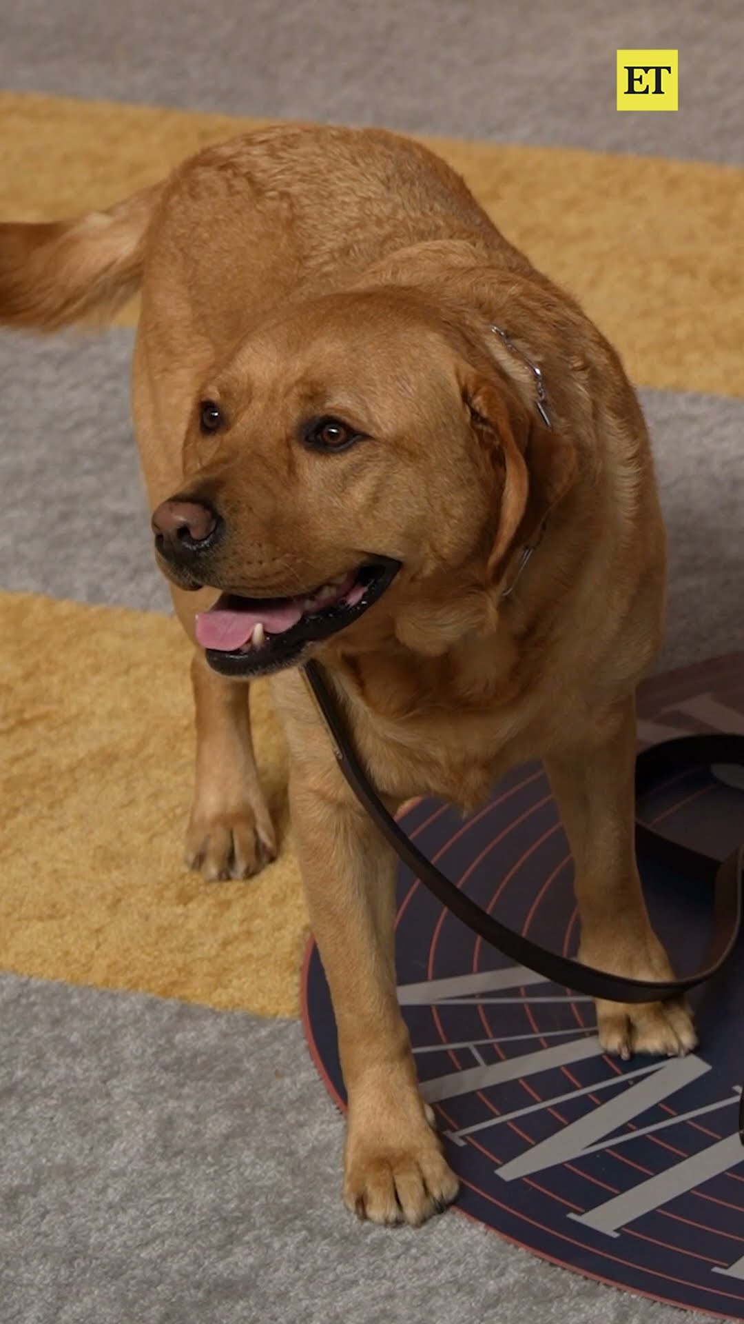Selma Blair stunned on the Vanity Fair Oscar Party carpet with her service dog, Scout! #shorts