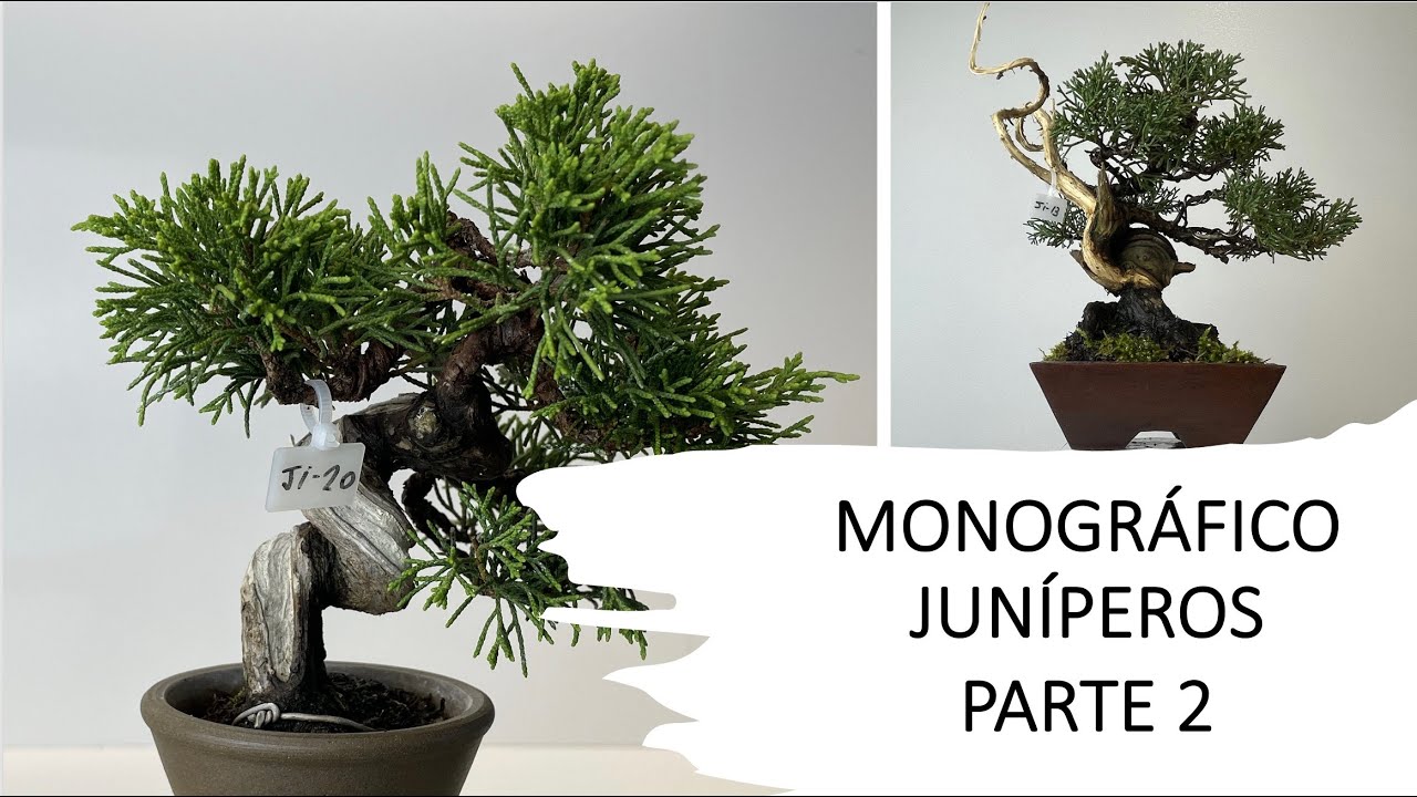 MONOGRÁFICO JUNÍPEROS: PARTE 2