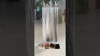organizing my cat whisker collection! #cat #cute #funny #art #whiskers