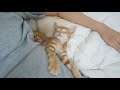 The Reason Why a Kitten Always Takes a Nap Next to Its Owner