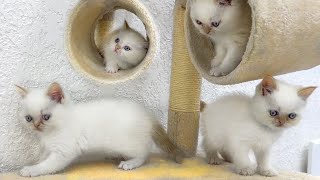 Amazing playhouse  a paradise for little kittens