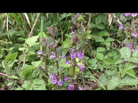 Bushcraft uses for ground ivy