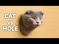 Cat VS Hole