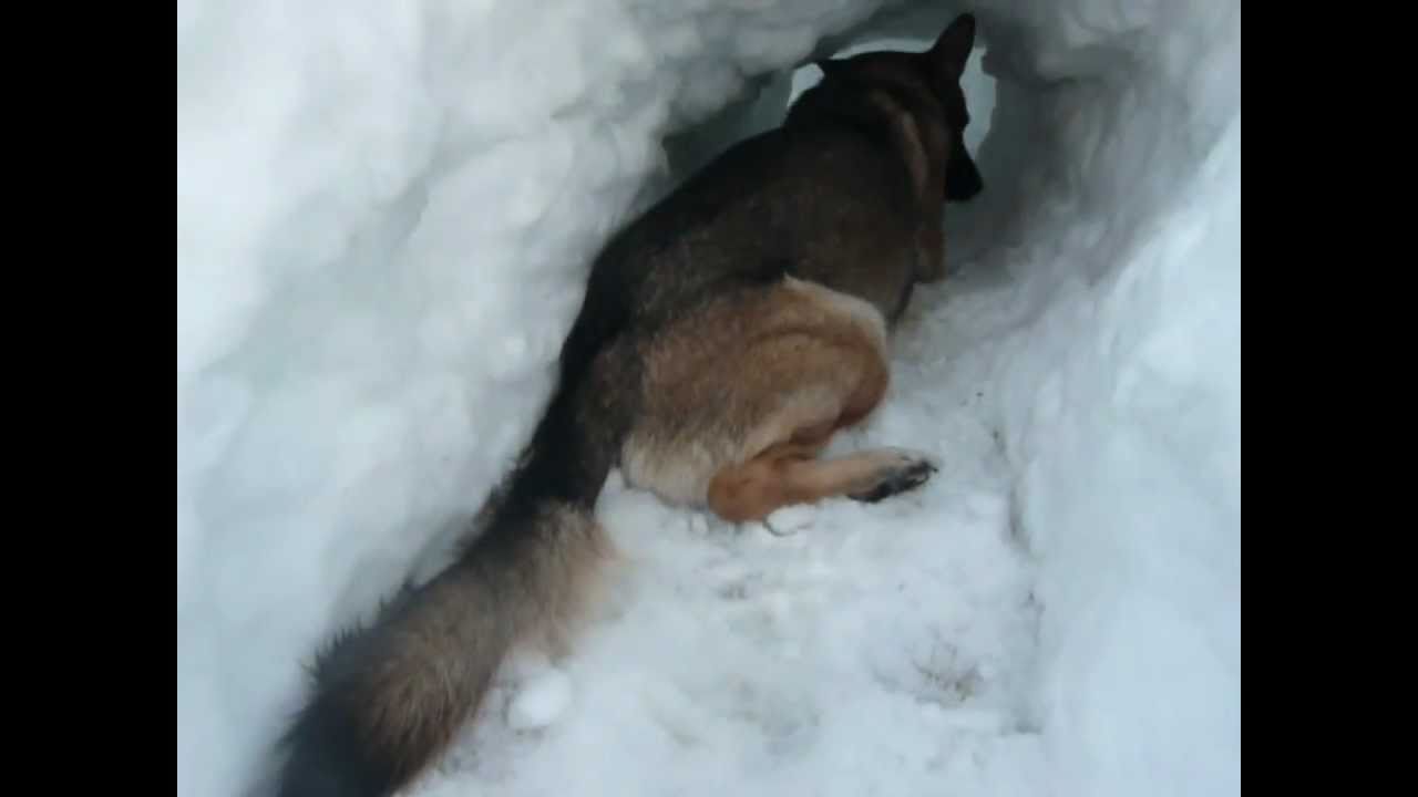 Snow Tunneling Dog Mowgli's Tunnel YouTube