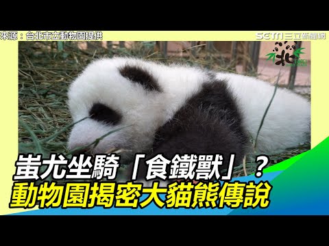 蚩尤坐騎「食鐵獸」、神獸貔貅？動物園揭密大貓熊傳說｜三立新聞網SETN.com