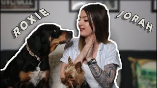 MEET MY DOGGIES! || I'm late oops by Liv Chambliss 182 views 2 years ago 19 minutes
