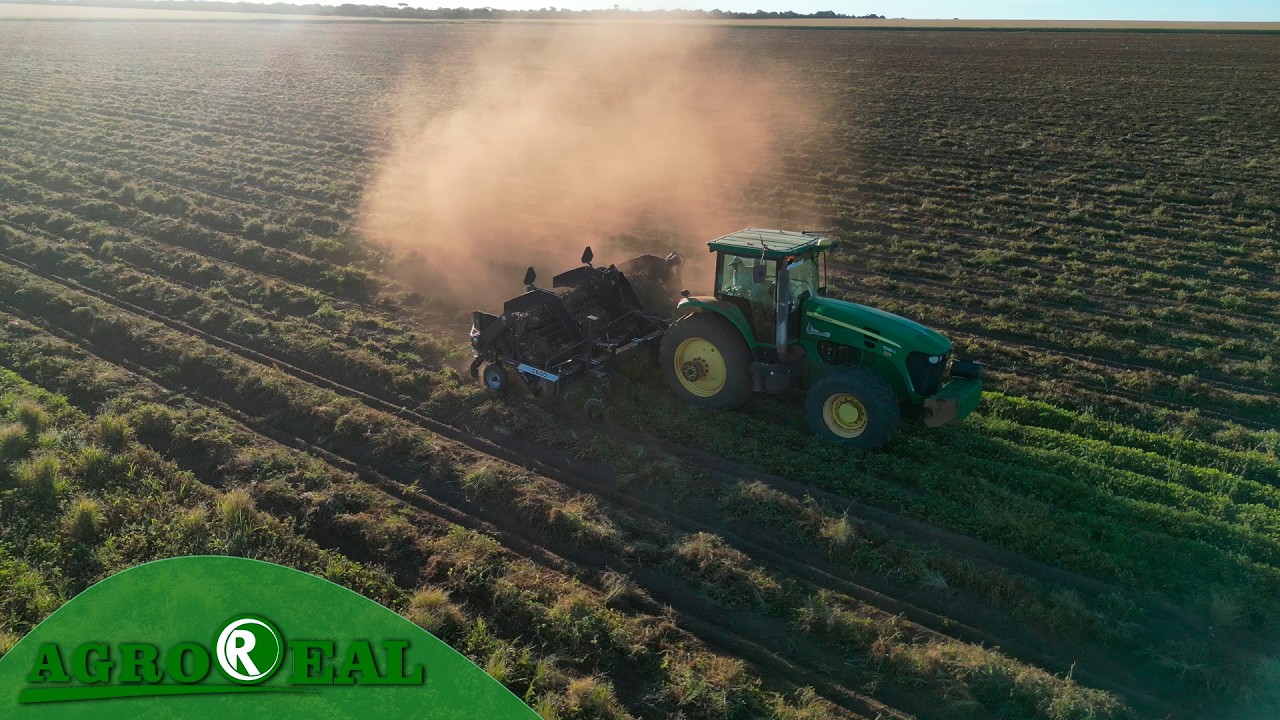 Plantio de amendoim é a nova aposta de produtores de Campo Verde
