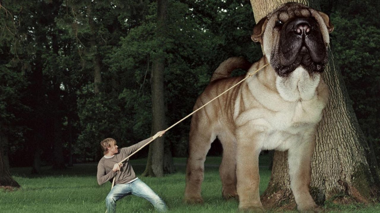 Top 10 Biggest Dogs In the World - biggest dogs in the world - YouTube