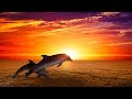 Sleep Music Calming Music Insomnia Sleep Meditation Relax Yoga Study Music Sleep Spa 2002 