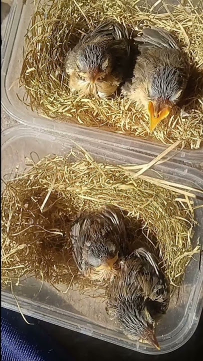 Perkembangan anakan burung ciblek sawah dari umur 4 hari sampai 13 hari