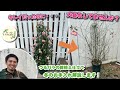 【鉢植えのつるバラ】冬のお手入れ解説します!