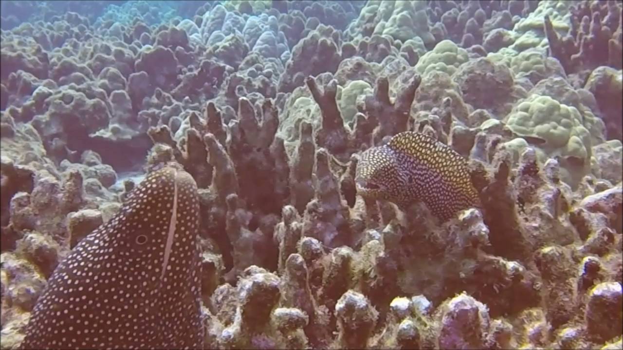 South Kona Scuba Diving YouTube