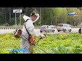 В Кирове продолжается масштабная борьба с борщевиком (ГТРК Вятка)