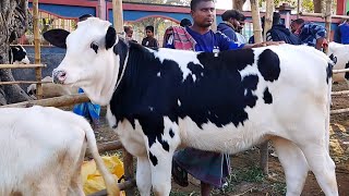 সেরা সেরা মানের খামার উপযোগী ফ্রিজিয়ান বকনা গরু কিনতে চাইলে ধাপের হাটে আসুন | ১৯ জুন ২০২৫ | goru