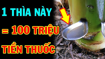 Đâm 2 Cái Muỗng Vào Thân Cây Chuối Sau 24h Có Ngay THẦN DƯỢC Chữa 11 Bệnh Mà Không Tốn Tiền Đi Viện