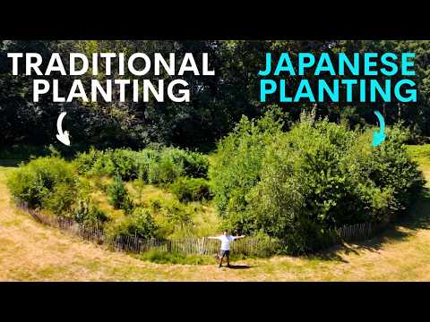 Is Japan's Tiny Forest Still Thriving In Britain?