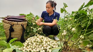 Harvesting White Eggplant Garden Goes to the market sell - Gardening - Farm | Lý Thị Ca