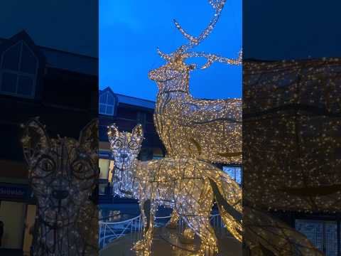 Festive Scotland 🏴󠁧󠁢󠁳󠁣󠁴󠁿Deer 🦌 #deer #scotland #scotlandvlogs #travel #explore #mindset