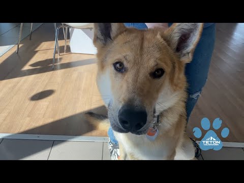 Video: Adopterable Dog of the Week-Lego