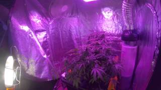 Nirvana Seeds ICE - Flower week 6