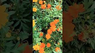 marigold flowers 💐| #trending #ytshorts #viral #new #newshorts #ytshorts #beauty #nature #yt ##love
