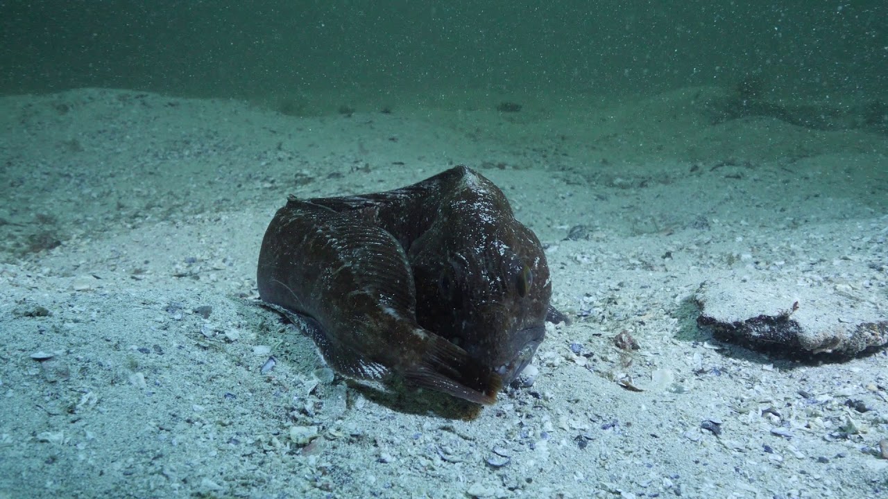 Diving in Norway. Dive autumn stroll, diving along Godøya North Side