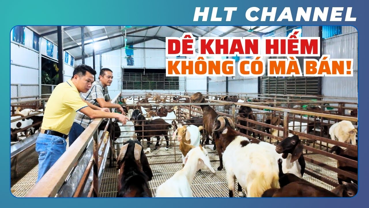 Khám phá Mô hình Nuôi Dê Hiệu Quả – Lãi cao, dễ chăm, phù hợp nông hộ Việt Nam