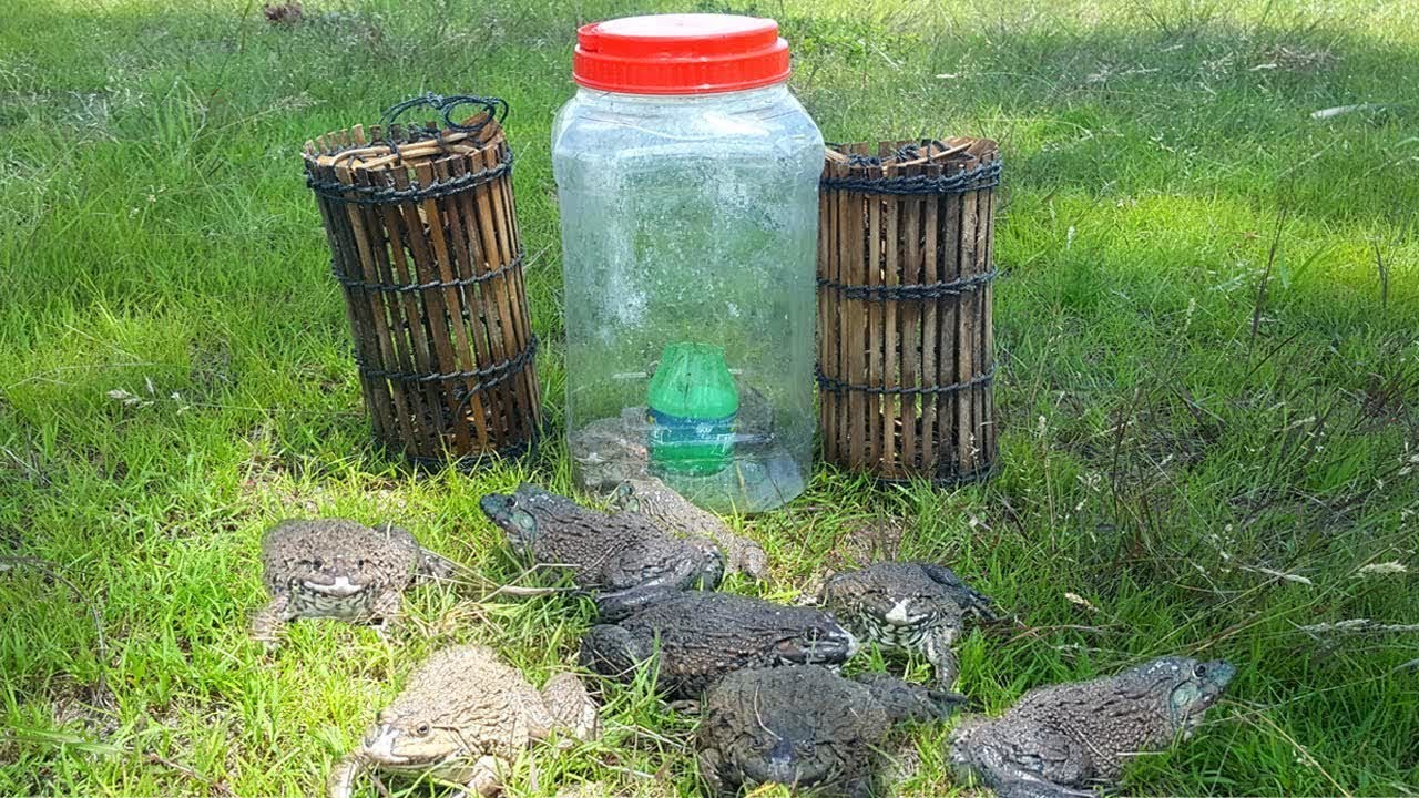 Amazing Frog Trap Using Plastic Bottle To Catch A Lot Of BullFrogs Make