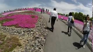 201805252　茶臼山　芝桜　その3