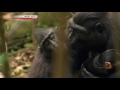 The Monkey with a Thousand Faces 720p HDTV