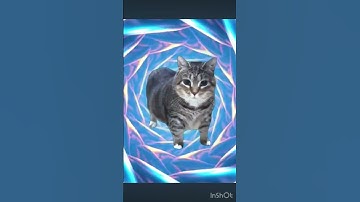 apparently the last video in ur camera roll matches this song 😭 #cat #meme #trend #viral #blowup