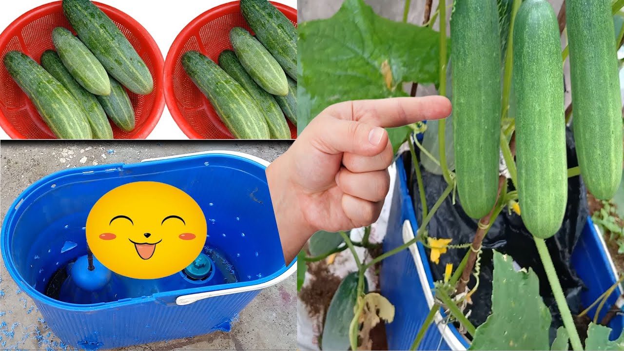 How to grow cucumbers in plastic containers at home YouTube