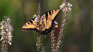 Natures Moments No  24
