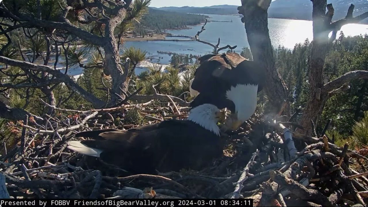 Shadow doesn't want to stop incubating the eggs (NO PIP CONFIRMED) FOBBV CAM