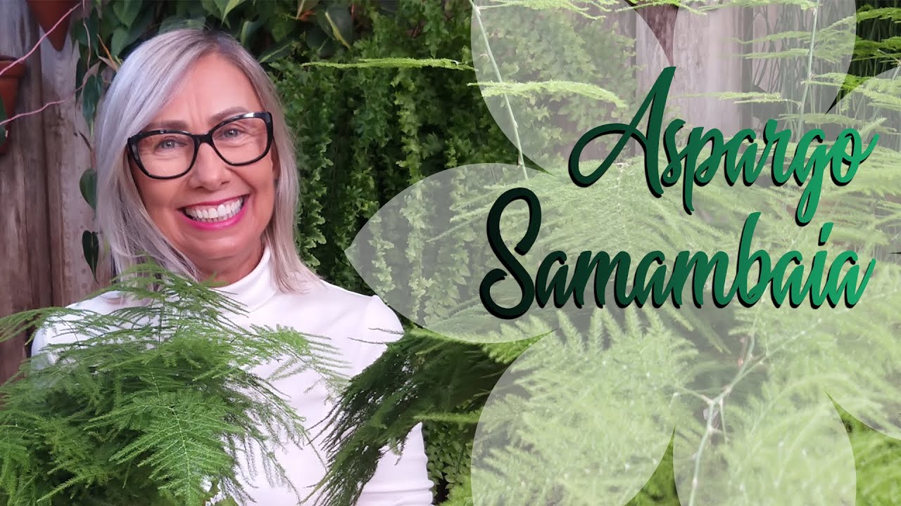 🍃Como cuidar do Aspargo Samambaia | Flávia Kremer